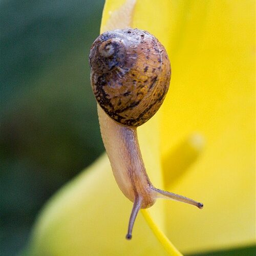 caracol